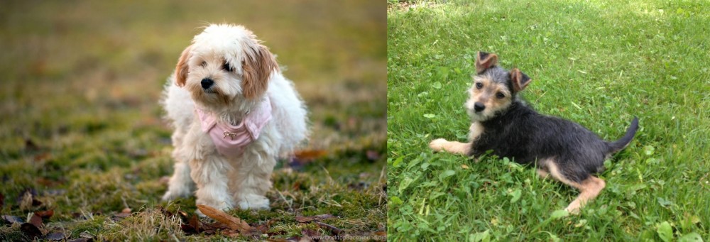 Schnorkie vs West Highland White Terrier - Breed Comparison