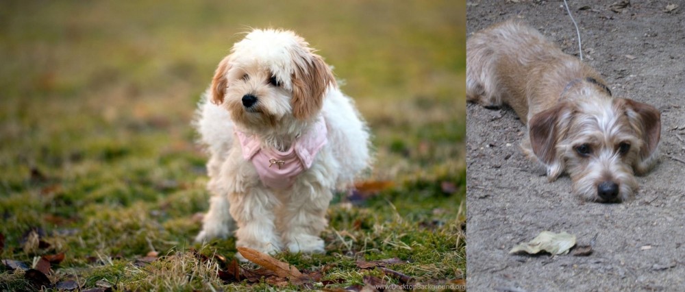 Schweenie vs West Highland White Terrier - Breed Comparison