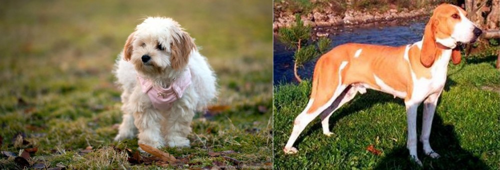 Schweizer Laufhund vs West Highland White Terrier - Breed Comparison