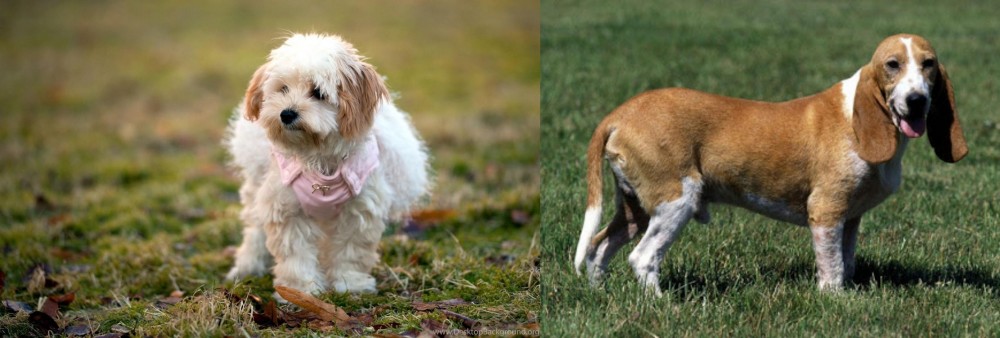 Schweizer Niederlaufhund vs West Highland White Terrier - Breed Comparison