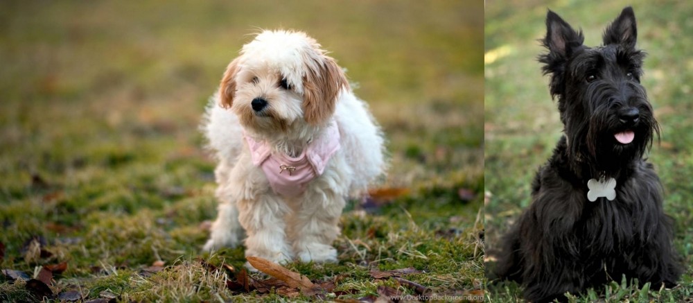 Scoland Terrier vs West Highland White Terrier - Breed Comparison