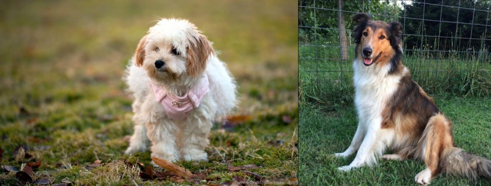 Scotch Collie vs West Highland White Terrier - Breed Comparison