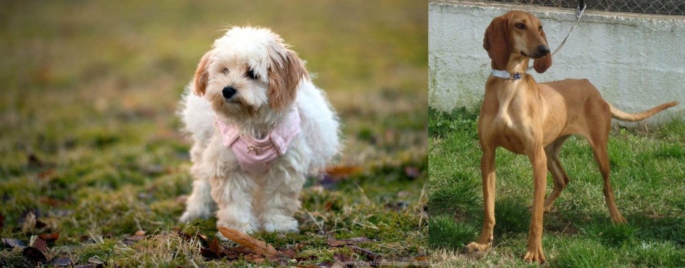 Segugio Italiano vs West Highland White Terrier - Breed Comparison