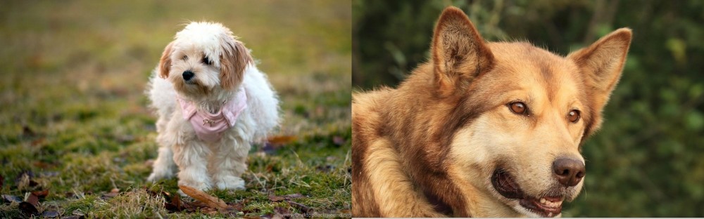 Seppala Siberian Sleddog vs West Highland White Terrier - Breed Comparison