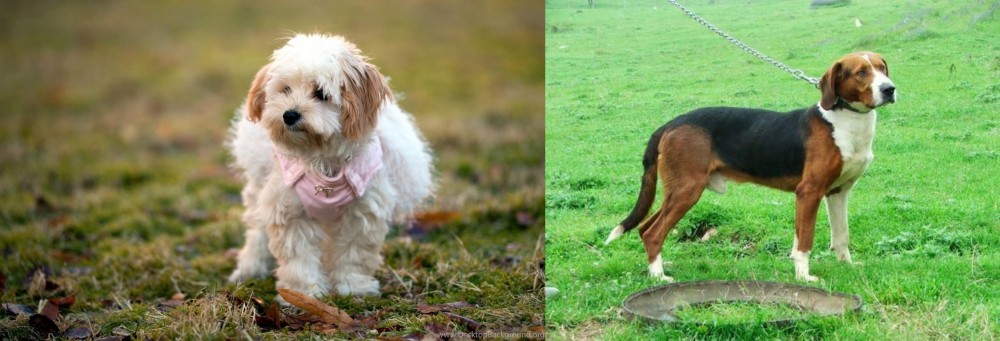 Serbian Tricolour Hound vs West Highland White Terrier - Breed Comparison