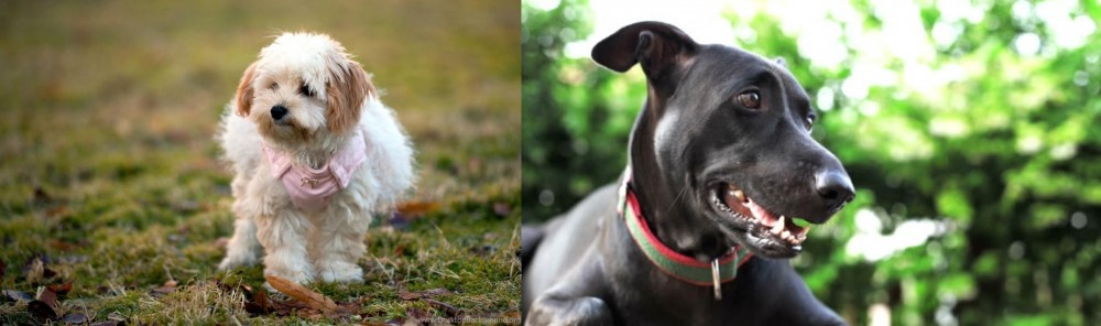 Shepard Labrador vs West Highland White Terrier - Breed Comparison