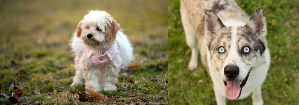 Shepherd Husky vs West Highland White Terrier - Breed Comparison