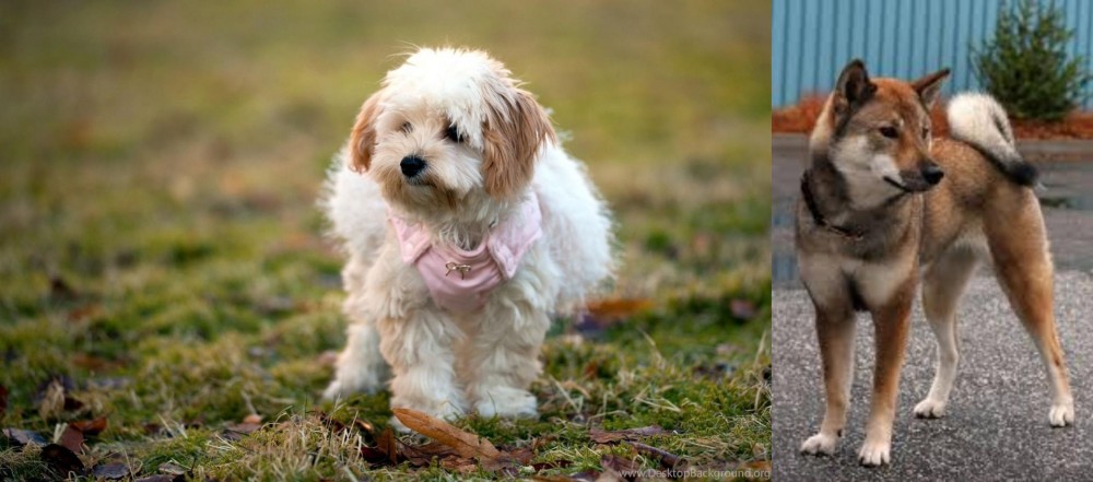Shikoku vs West Highland White Terrier - Breed Comparison