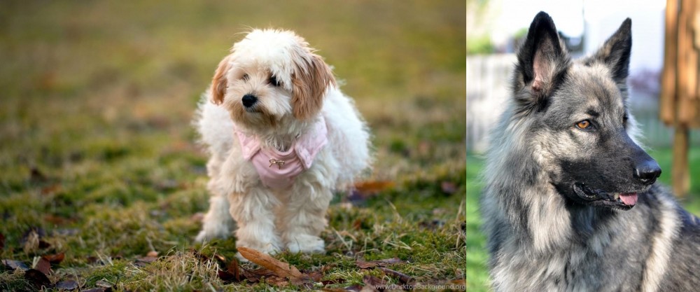 Shiloh Shepherd vs West Highland White Terrier - Breed Comparison