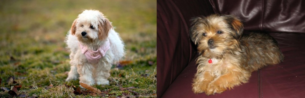 Shorkie vs West Highland White Terrier - Breed Comparison