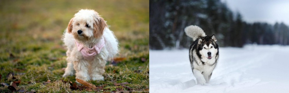 Siberian Husky vs West Highland White Terrier - Breed Comparison