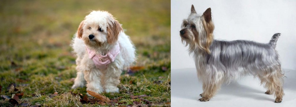 Silky Terrier vs West Highland White Terrier - Breed Comparison