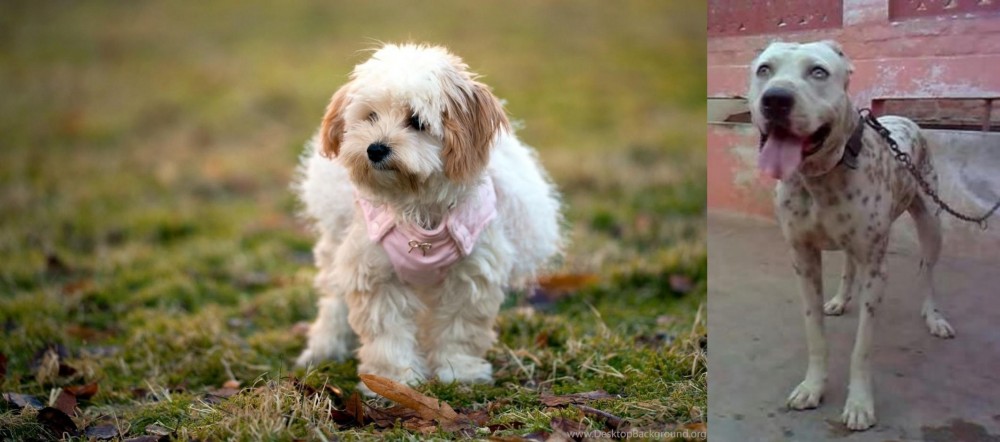 Sindh Mastiff vs West Highland White Terrier - Breed Comparison