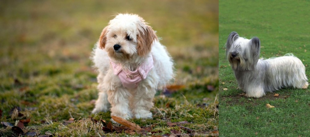 Skye Terrier vs West Highland White Terrier - Breed Comparison