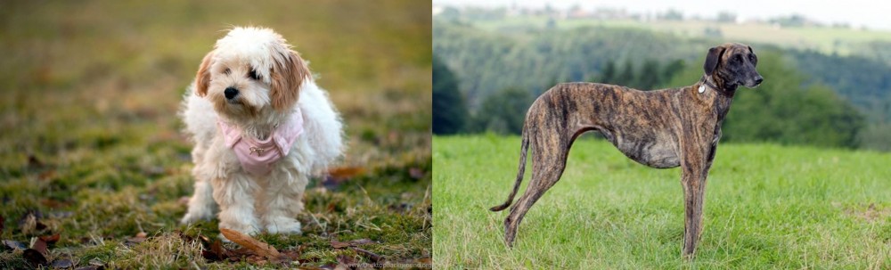 Sloughi vs West Highland White Terrier - Breed Comparison