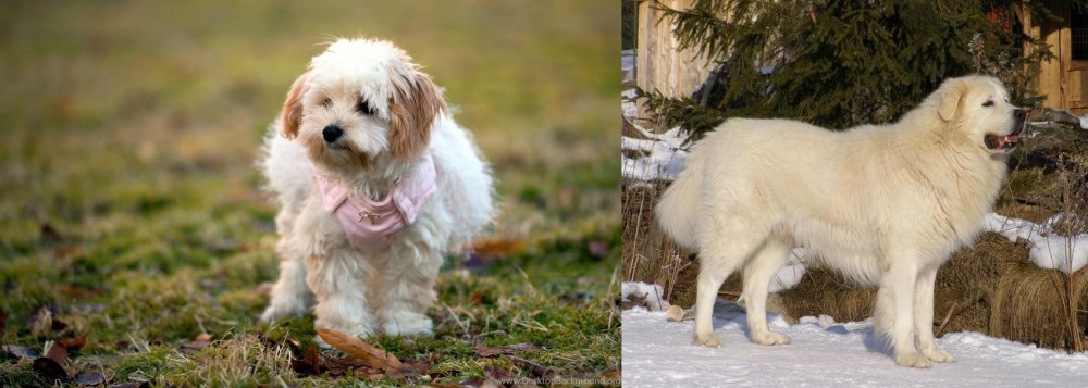 Slovak Cuvac vs West Highland White Terrier - Breed Comparison