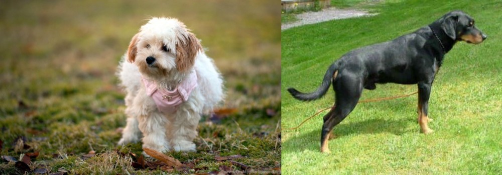 Smalandsstovare vs West Highland White Terrier - Breed Comparison