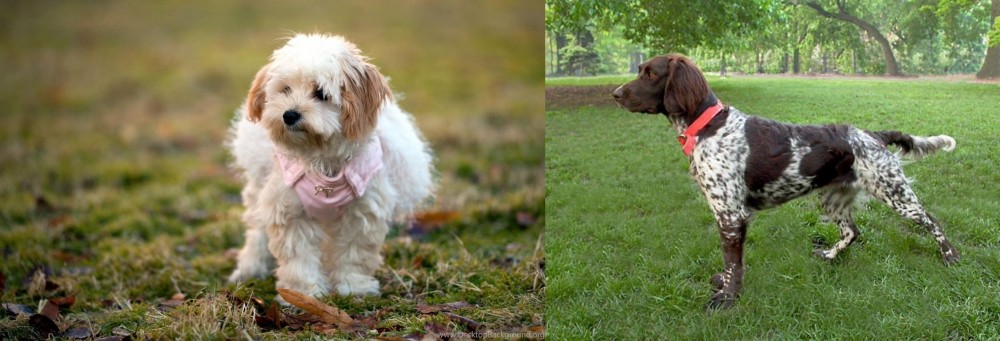 Small Munsterlander vs West Highland White Terrier - Breed Comparison