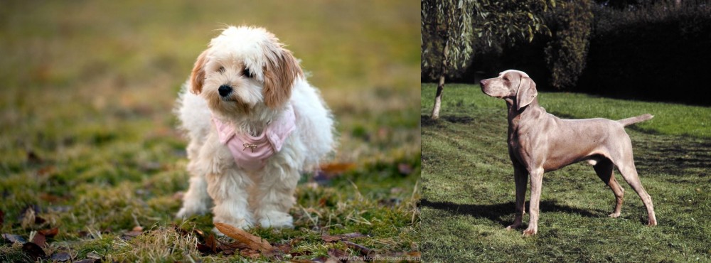 Smooth Haired Weimaraner vs West Highland White Terrier - Breed Comparison