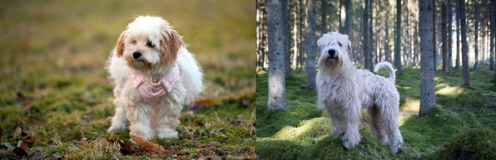 Soft-Coated Wheaten Terrier vs West Highland White Terrier - Breed Comparison