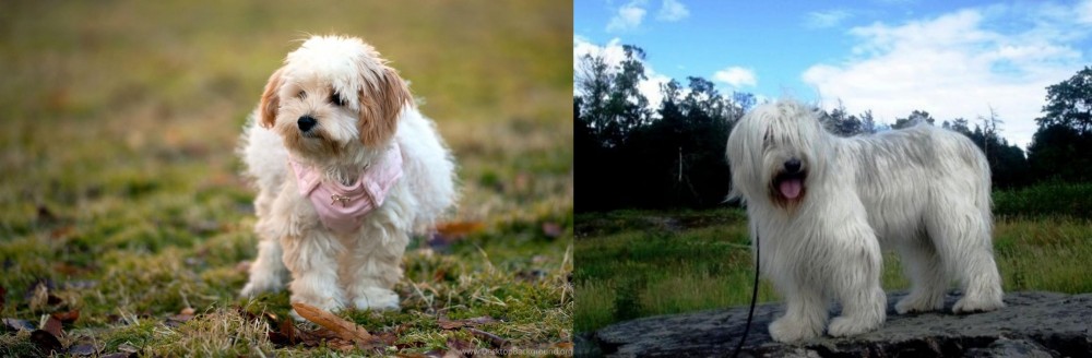 South Russian Ovcharka vs West Highland White Terrier - Breed Comparison