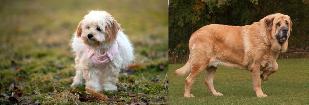 Spanish Mastiff vs West Highland White Terrier - Breed Comparison