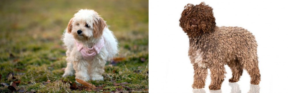 Spanish Water Dog vs West Highland White Terrier - Breed Comparison