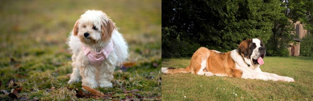 St. Bernard vs West Highland White Terrier - Breed Comparison