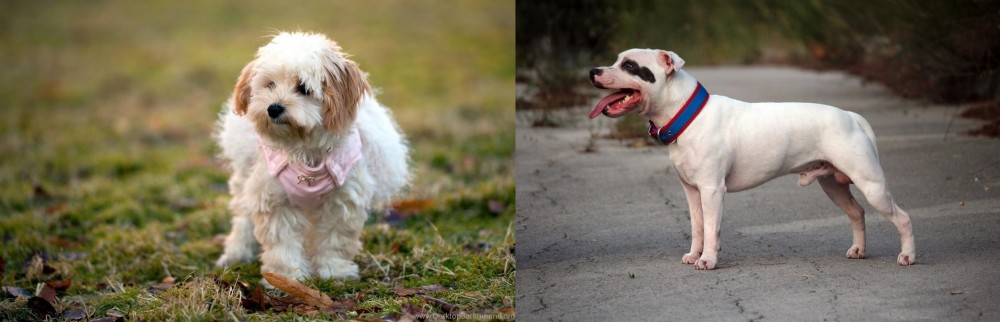 Staffordshire Bull Terrier vs West Highland White Terrier - Breed Comparison