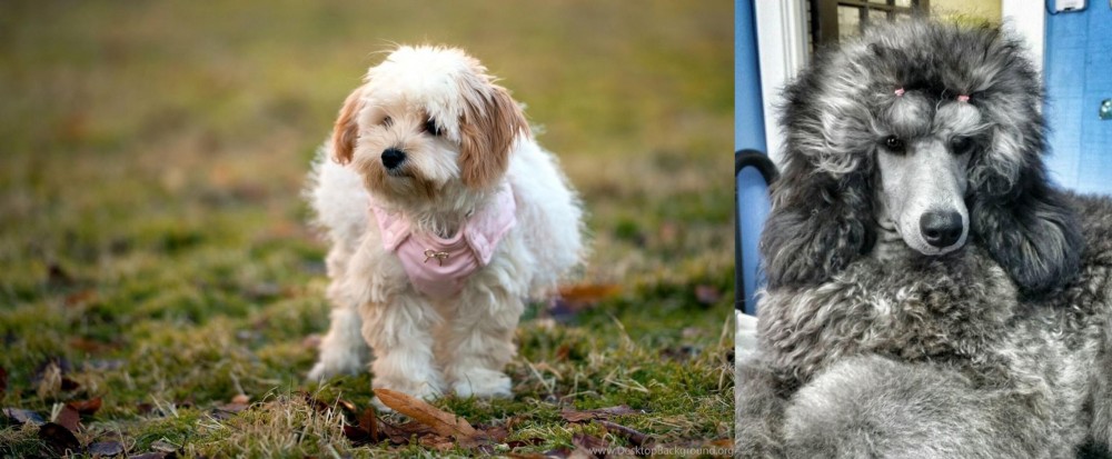Standard Poodle vs West Highland White Terrier - Breed Comparison