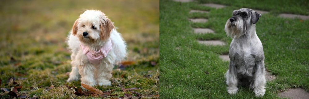 Standard Schnauzer vs West Highland White Terrier - Breed Comparison