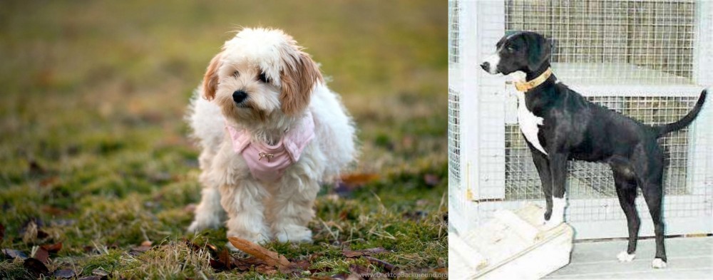 Stephens Stock vs West Highland White Terrier - Breed Comparison