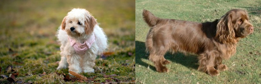 Sussex Spaniel vs West Highland White Terrier - Breed Comparison