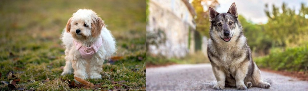 Swedish Vallhund vs West Highland White Terrier - Breed Comparison