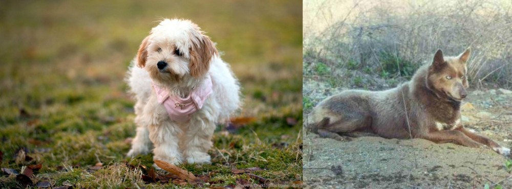 Tahltan Bear Dog vs West Highland White Terrier - Breed Comparison