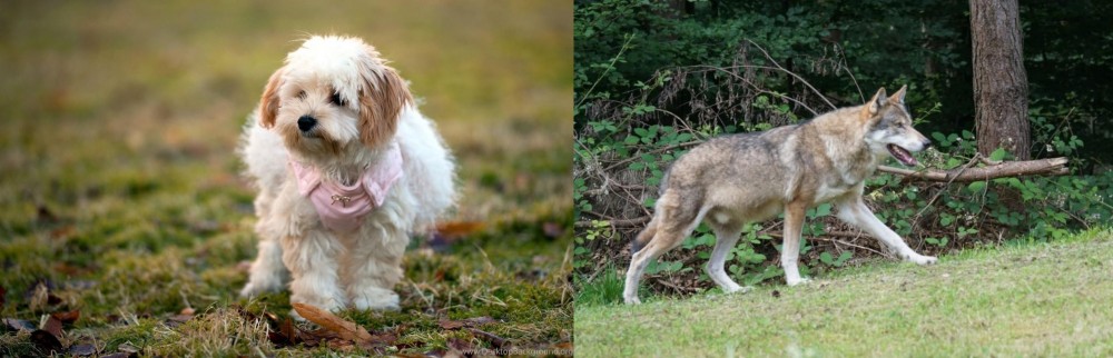 Tamaskan vs West Highland White Terrier - Breed Comparison