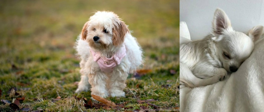 Tea Cup Chihuahua vs West Highland White Terrier - Breed Comparison