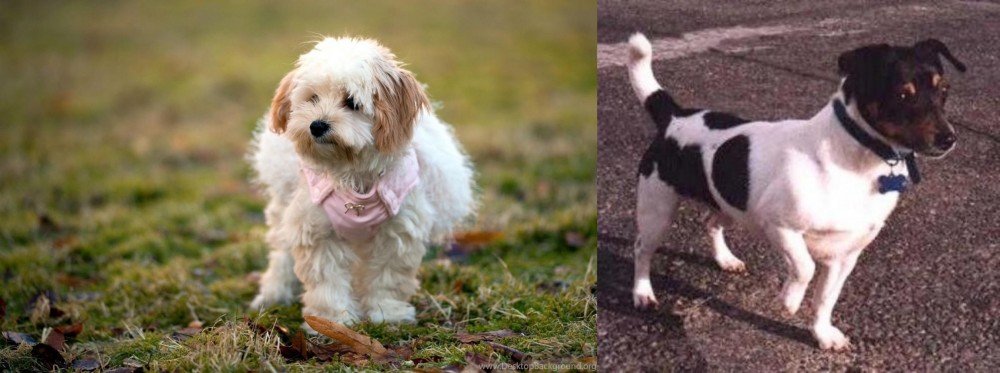 Teddy Roosevelt Terrier vs West Highland White Terrier - Breed Comparison