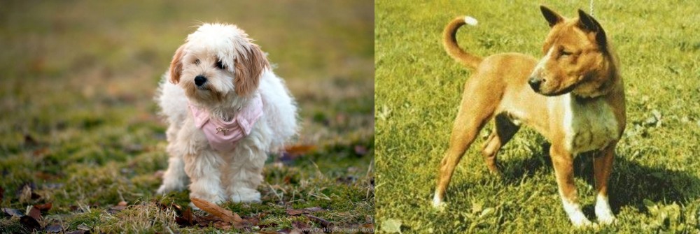 Telomian vs West Highland White Terrier - Breed Comparison