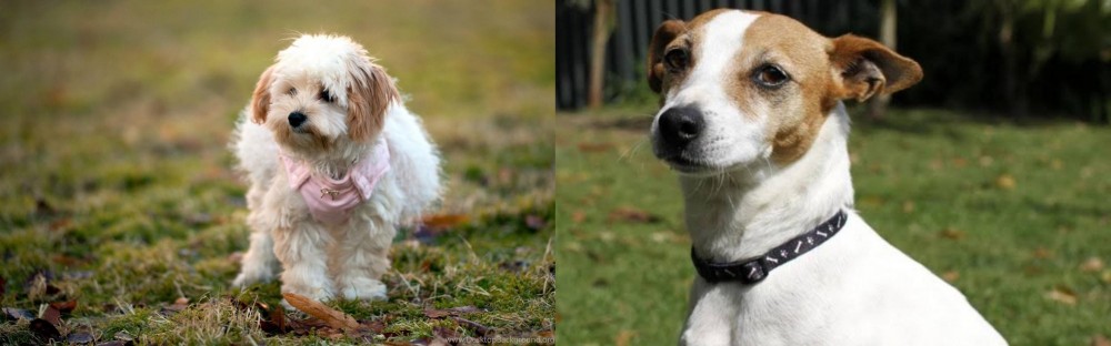 Tenterfield Terrier vs West Highland White Terrier - Breed Comparison
