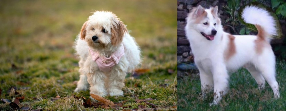 Thai Bangkaew vs West Highland White Terrier - Breed Comparison