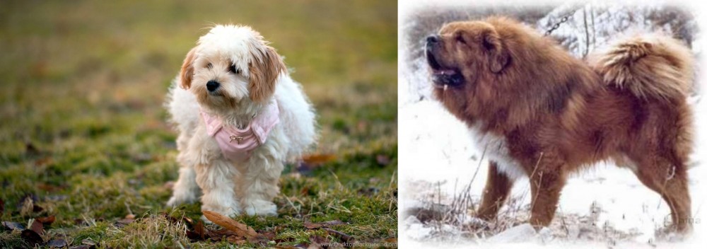 Tibetan Kyi Apso vs West Highland White Terrier - Breed Comparison