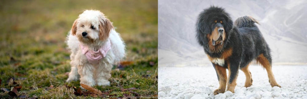 Tibetan Mastiff vs West Highland White Terrier - Breed Comparison