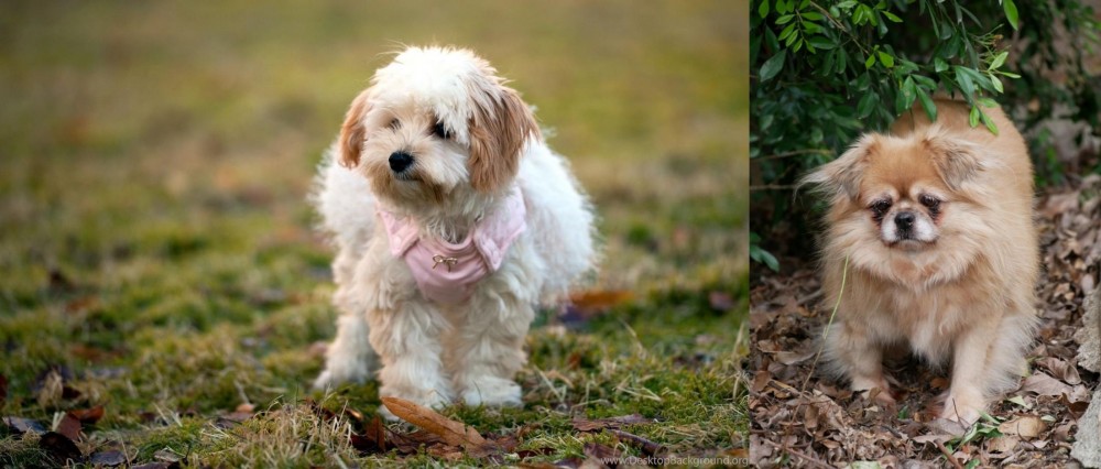 Tibetan Spaniel vs West Highland White Terrier - Breed Comparison