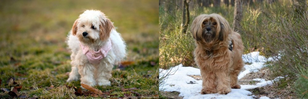 Tibetan Terrier vs West Highland White Terrier - Breed Comparison