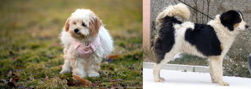 Tornjak vs West Highland White Terrier - Breed Comparison