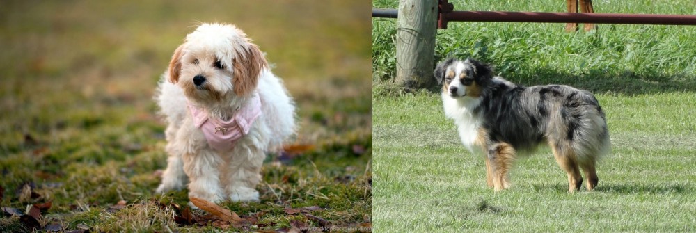 Toy Australian Shepherd vs West Highland White Terrier - Breed Comparison