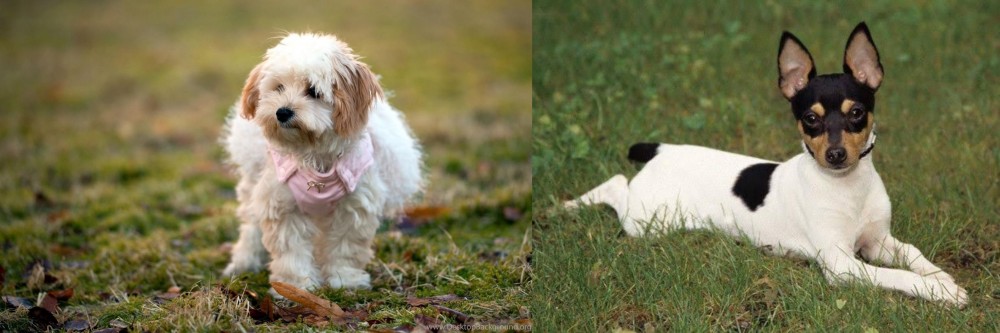 Toy Fox Terrier vs West Highland White Terrier - Breed Comparison