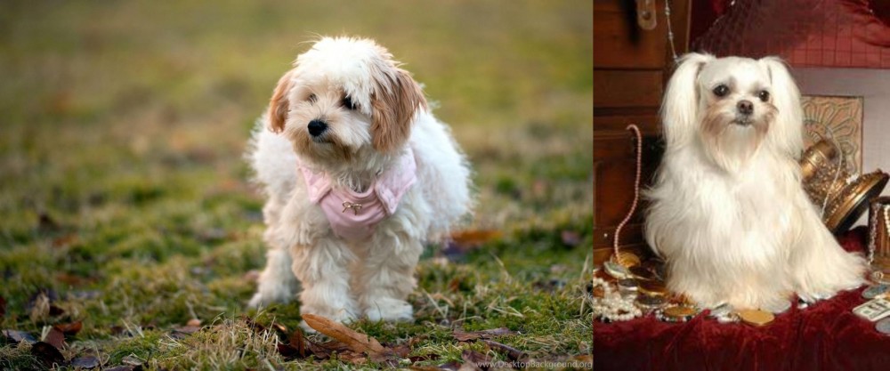 Toy Mi-Ki vs West Highland White Terrier - Breed Comparison