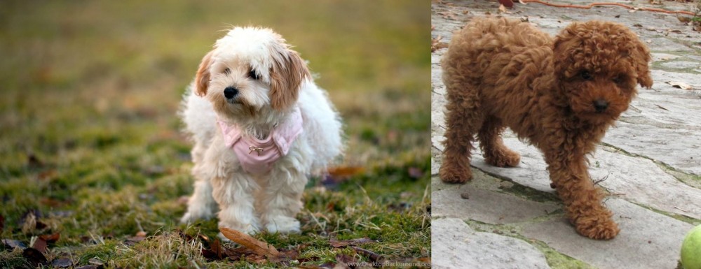 Toy Poodle vs West Highland White Terrier - Breed Comparison